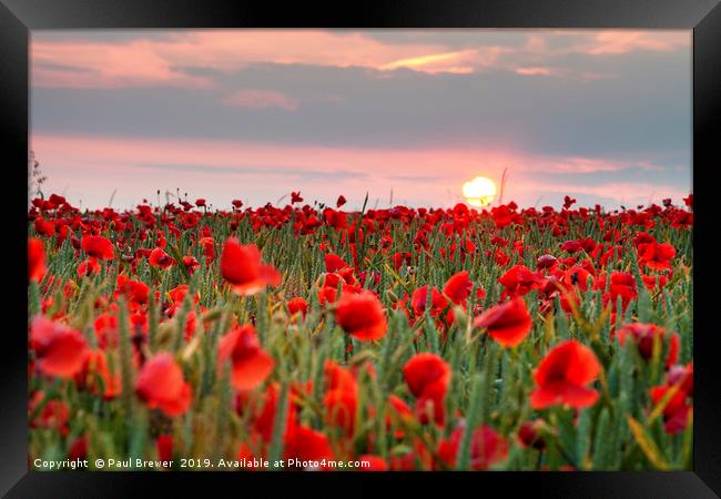 Poppies, Sunset, Dorset Framed Print by Paul Brewer