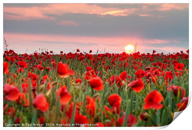 Poppies, Sunset, Dorset Print by Paul Brewer