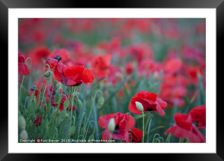 Poppies Framed Mounted Print by Paul Brewer