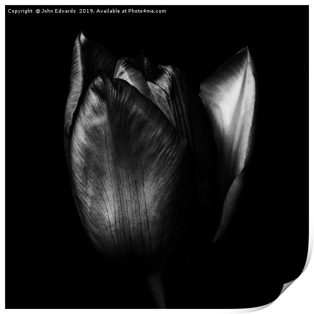 Tulip Print by John Edwards
