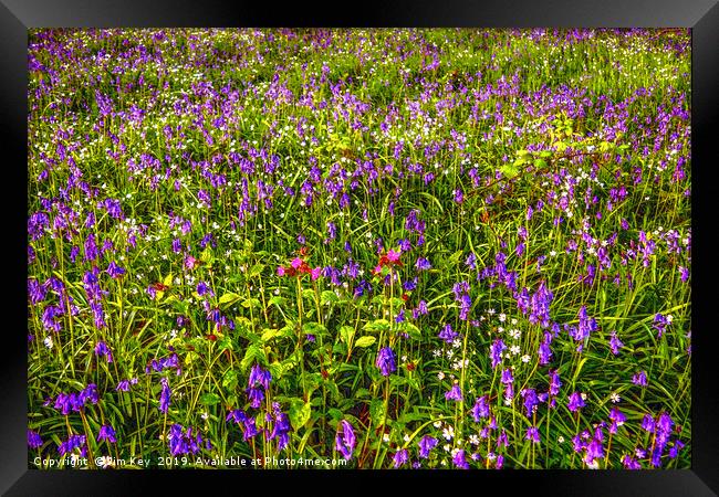 Woodland Flowers  Framed Print by Jim Key