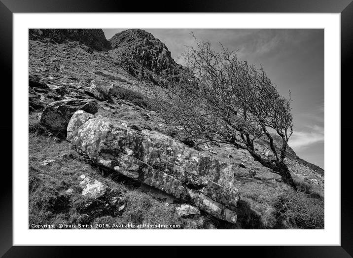 Weather Beaten Tree, Co. Kerry Framed Mounted Print by mark Smith