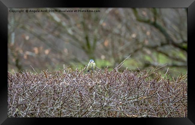 On the Thicket. Framed Print by Angela Aird