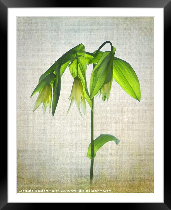 Uvularia Framed Mounted Print by Robert Murray