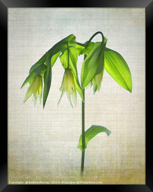 Uvularia Framed Print by Robert Murray