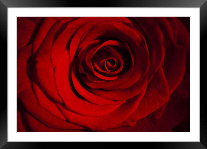 Roses are Red Framed Mounted Print by Peter Elliott 