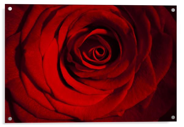Roses are Red Acrylic by Peter Elliott 
