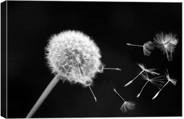  dandelion  Canvas Print by Andrew chittock