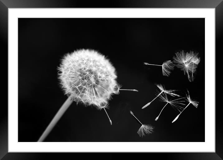  dandelion  Framed Mounted Print by Andrew chittock