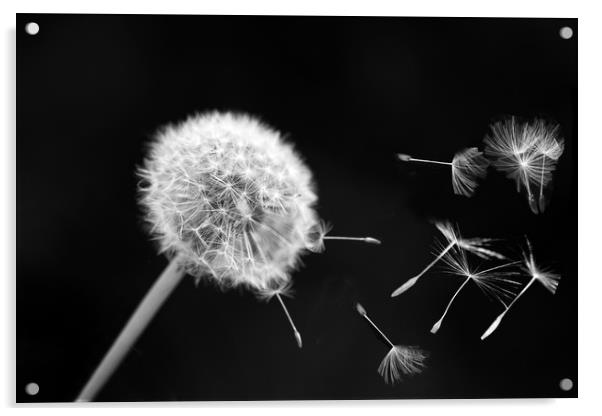  dandelion  Acrylic by Andrew chittock