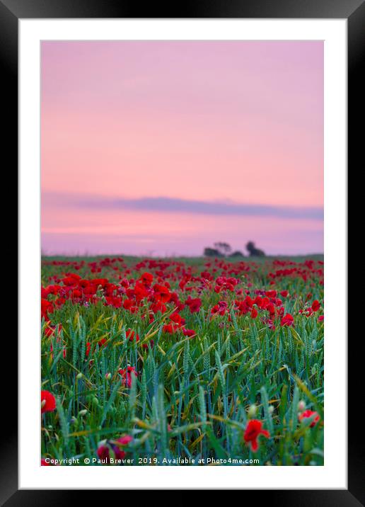 Poppies near Weymouth Framed Mounted Print by Paul Brewer
