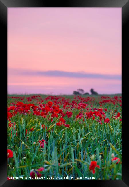 Poppies near Weymouth Framed Print by Paul Brewer