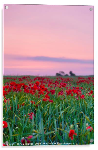 Poppies near Weymouth Acrylic by Paul Brewer