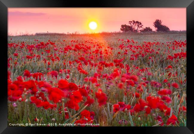 Sunrise over a sea of Poppies  Framed Print by Paul Brewer