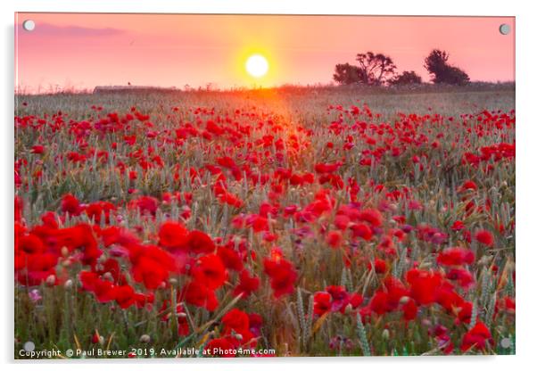 Sunrise over a sea of Poppies  Acrylic by Paul Brewer