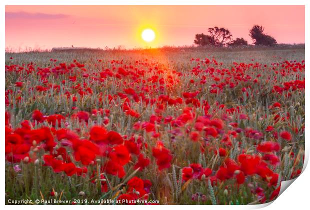 Sunrise over a sea of Poppies  Print by Paul Brewer
