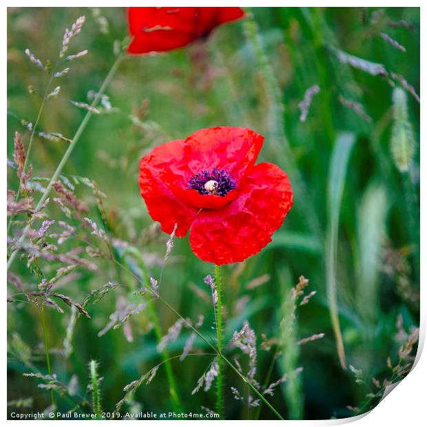 Papaver rhoeas (Corn Poppy) Print by Paul Brewer