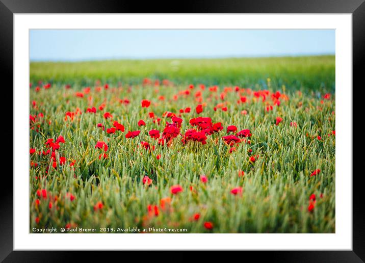 Dorset Poppies Framed Mounted Print by Paul Brewer