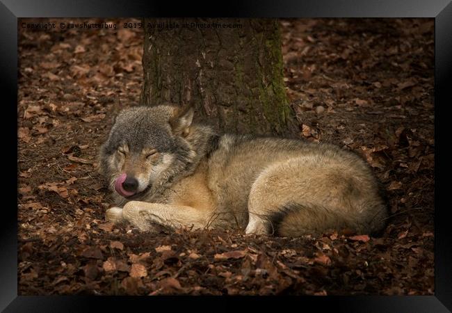 Sleepy Grey Wolf Framed Print by rawshutterbug 
