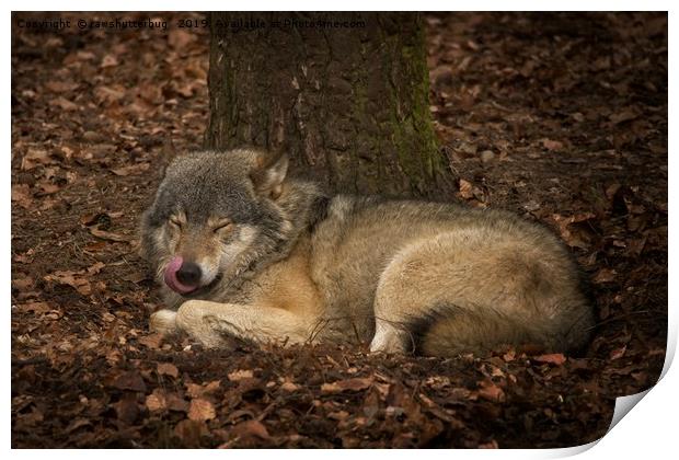 Sleepy Grey Wolf Print by rawshutterbug 
