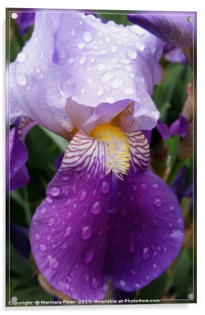 Raindrops on Iris Acrylic by Marinela Feier