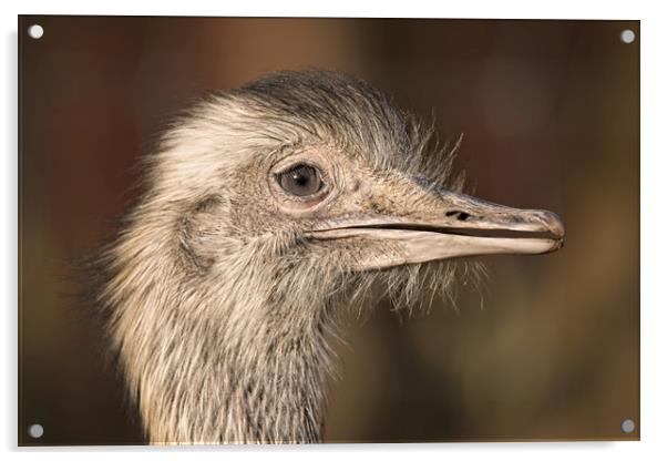 Ostrich Close-Up Acrylic by rawshutterbug 