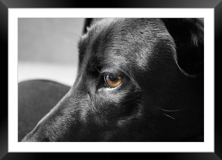 Black and white Dog Framed Mounted Print by Chesney Wallbank