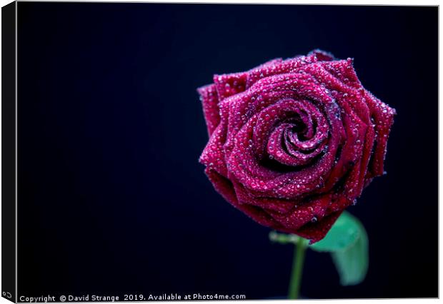 Red Rose with dewdrops Canvas Print by David Strange