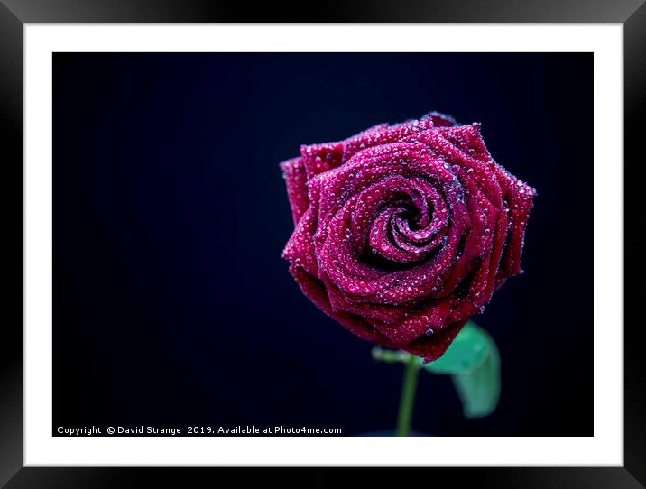 Red Rose with dewdrops Framed Mounted Print by David Strange