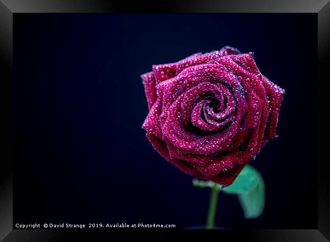 Red Rose with dewdrops Framed Print by David Strange