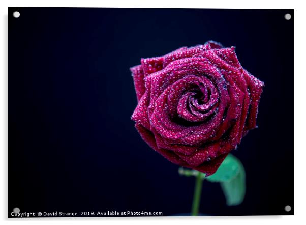 Red Rose with dewdrops Acrylic by David Strange