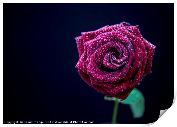 Red Rose with dewdrops Print by David Strange