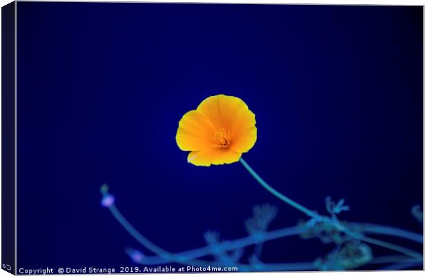 Icelandic Poppy Canvas Print by David Strange