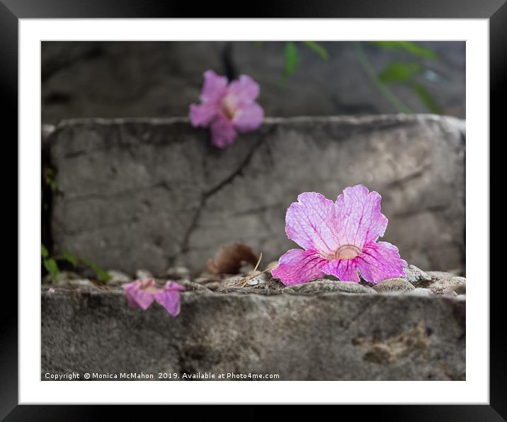 Pink Trumpet Vine Flower Fallen Beauty. Framed Mounted Print by Monica McMahon