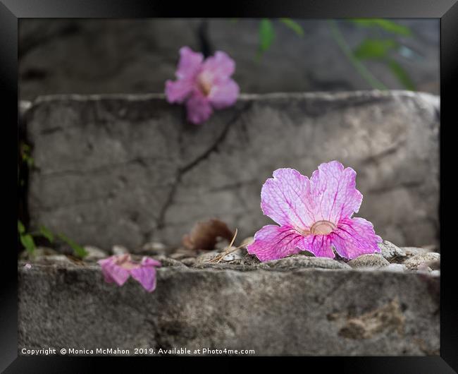 Pink Trumpet Vine Flower Fallen Beauty. Framed Print by Monica McMahon
