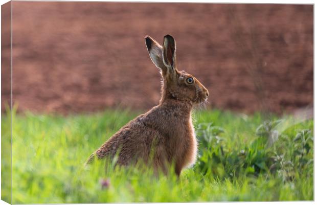 Brown Hare Canvas Print by Andrew Scott