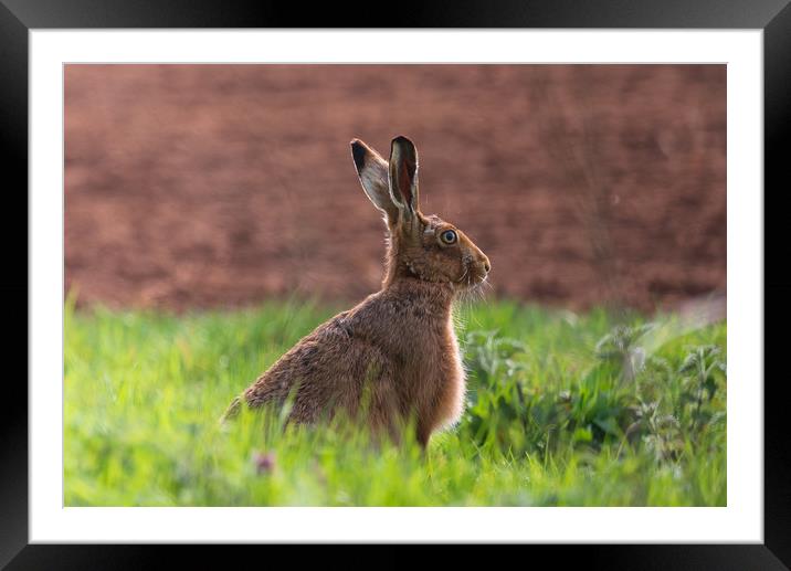 Brown Hare Framed Mounted Print by Andrew Scott
