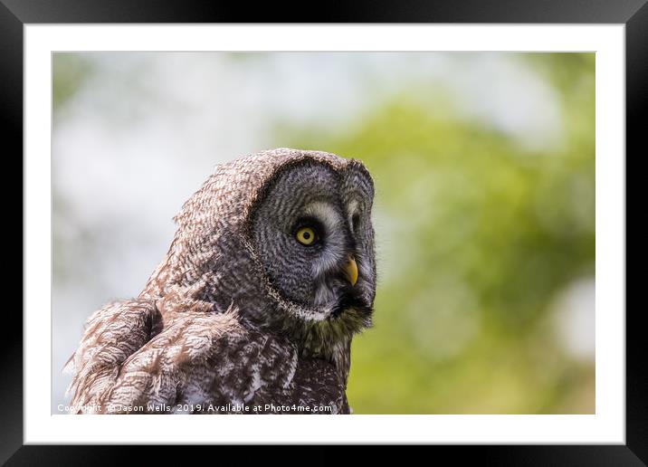 Great Grey Owl Framed Mounted Print by Jason Wells