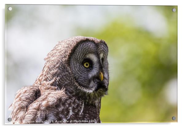 Great Grey Owl Acrylic by Jason Wells