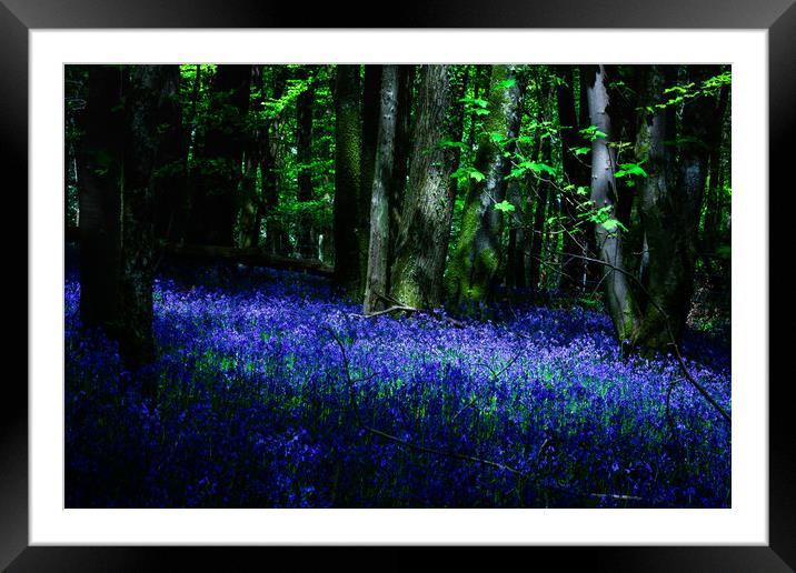 Bluebell Wood, Devon. Framed Mounted Print by Maggie McCall