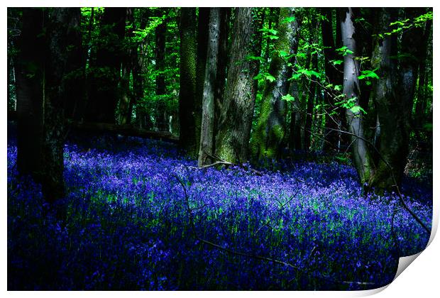 Bluebell Wood, Devon. Print by Maggie McCall