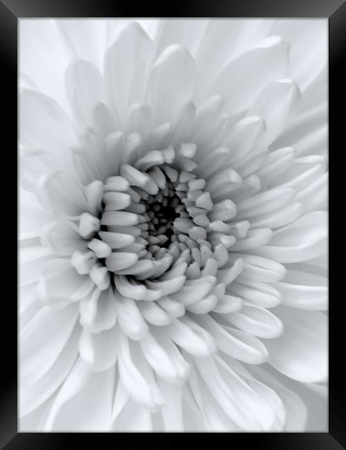 Black & White Chrysanthemum Framed Print by Louise Godwin