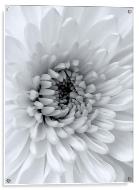 Black & White Chrysanthemum Acrylic by Louise Godwin