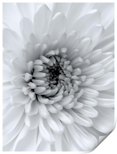 Black & White Chrysanthemum Print by Louise Godwin