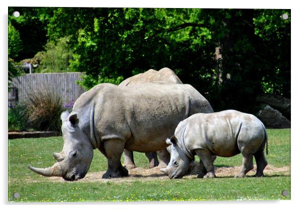 Southern White Rhino Rhinoceros Ceratotherium Simu Acrylic by Andy Evans Photos