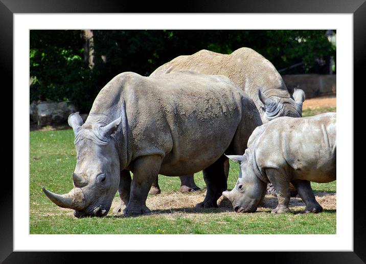 Southern White Rhino Rhinoceros Ceratotherium Simu Framed Mounted Print by Andy Evans Photos