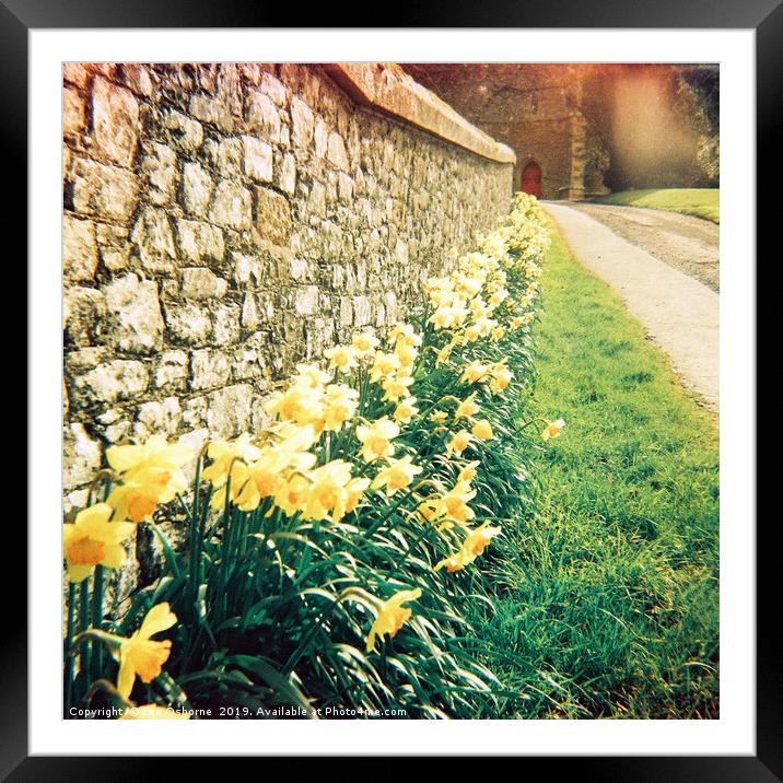 Spring Daffodils #1 Framed Mounted Print by Lee Osborne