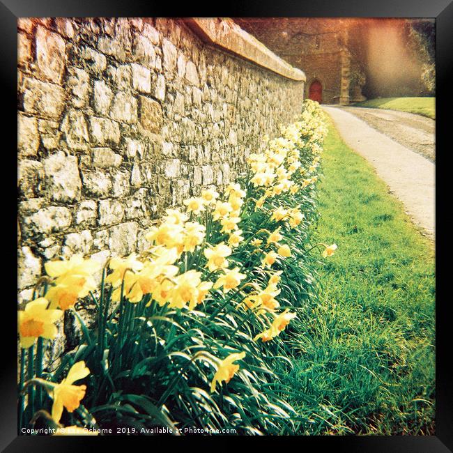 Spring Daffodils #1 Framed Print by Lee Osborne