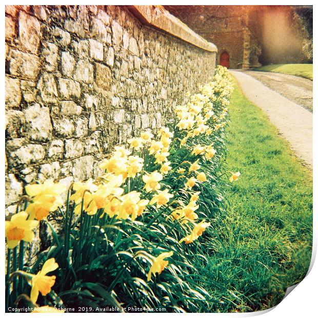 Spring Daffodils #1 Print by Lee Osborne