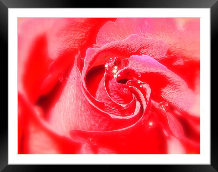 Red Rose and Water Drop Framed Mounted Print by Louise Godwin